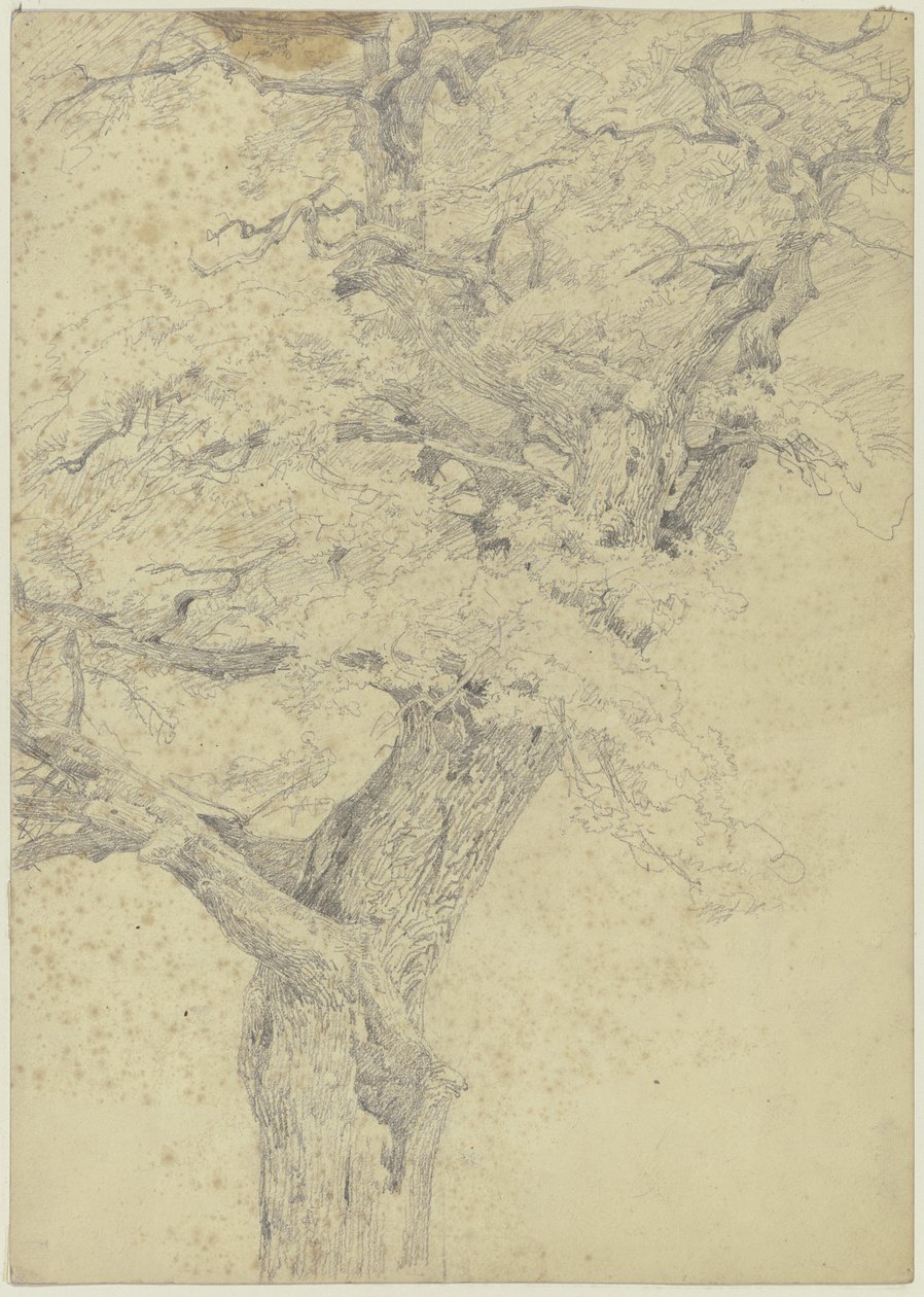 Tree by Jakob Becker