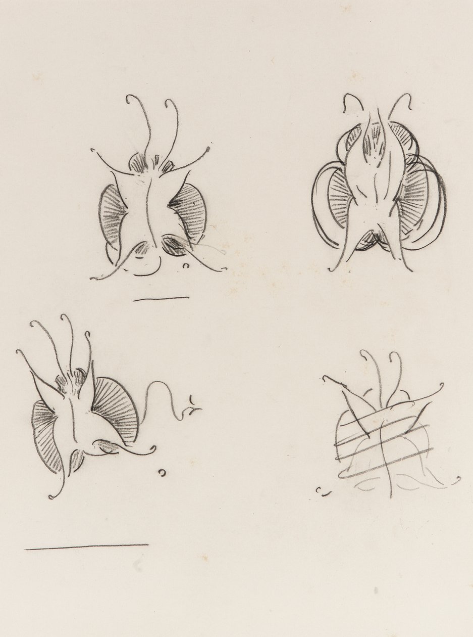 Three Whistler Butterflies and one destroyed sketch, c.1890 by James Abbott McNeill Whistler
