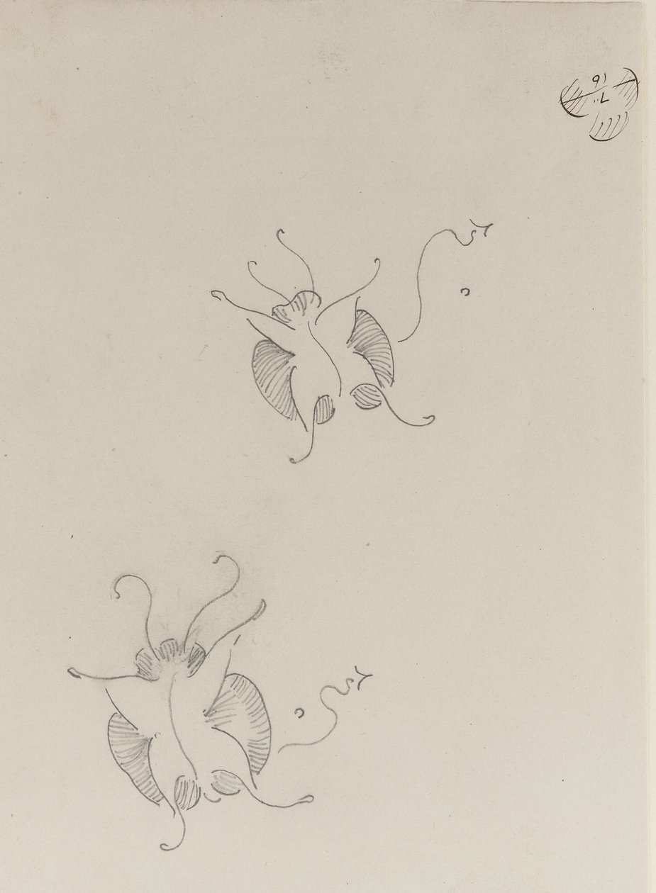 Two Whistler Butterflies by James Abbott McNeill Whistler
