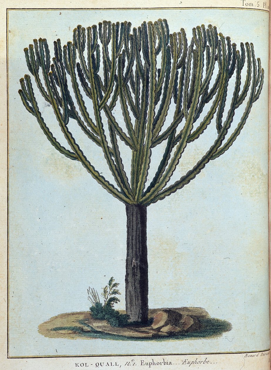 Kol-quall (Kol quall), euphorbia (cactus) - in Journey to Nubia and Abyssinia undertaken to discover the sources of the Nile during the years 1768 to 1772, by James Bruce, vol. 1, Paris by James Bruce