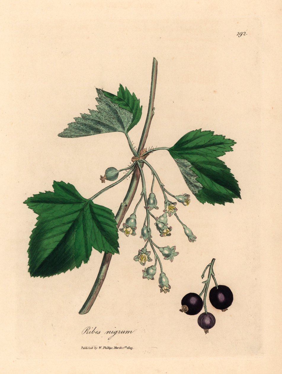 Blackcurrant tree, Ribes nigrum, from a botanical illustration by James Sowerby from William Woodville and Sir William Jackson Hooker