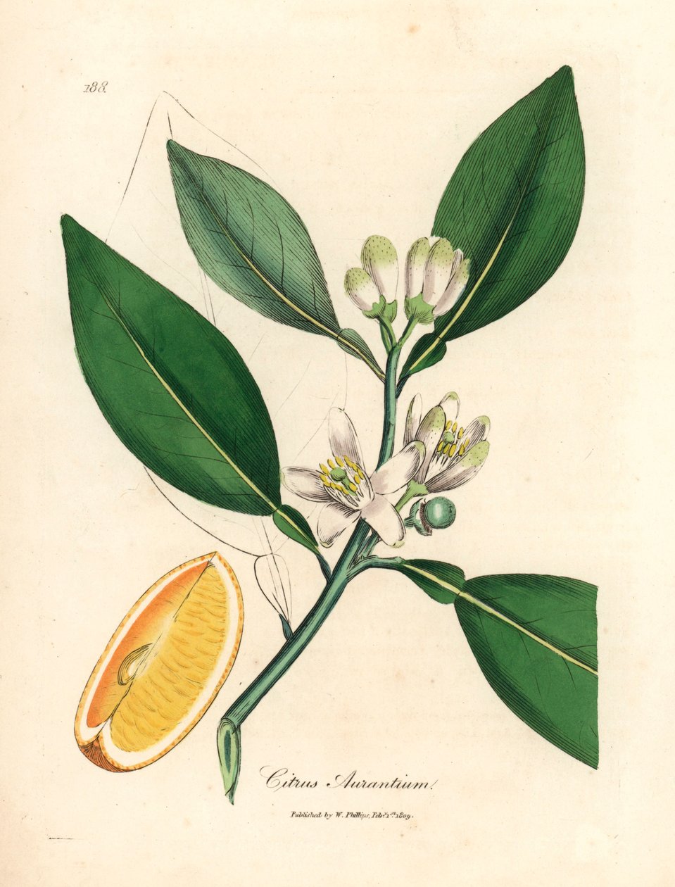 White Blossom and Ripe Fruit Segment of the Orange Tree, Citrus Aurantium, from a Botanical Illustration by James Sowerby from William Woodville and Sir William Jackson Hooker