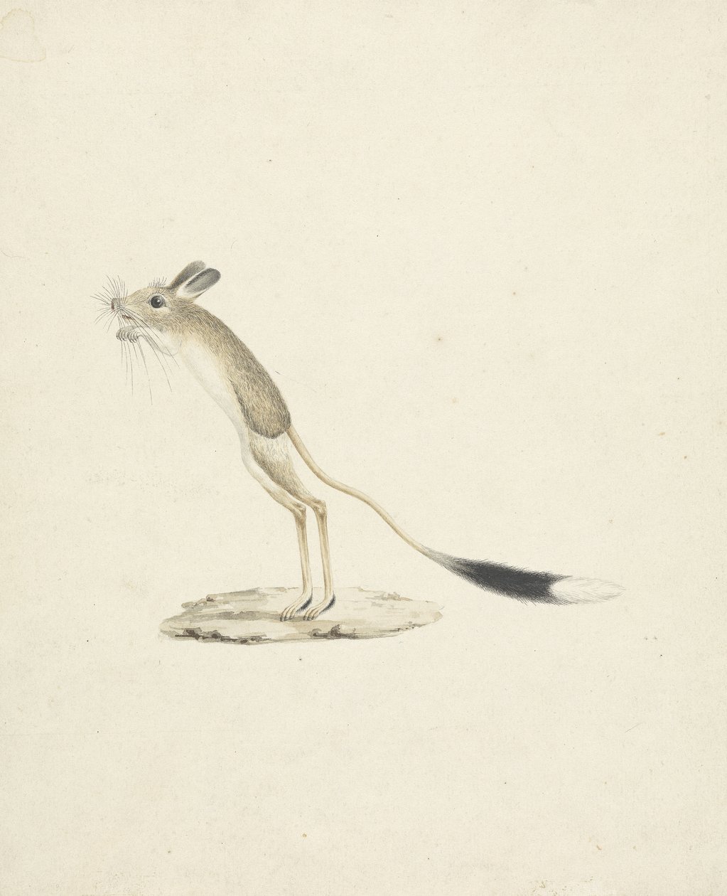 Jerboa No. 4 by James 1730 94 Bruce