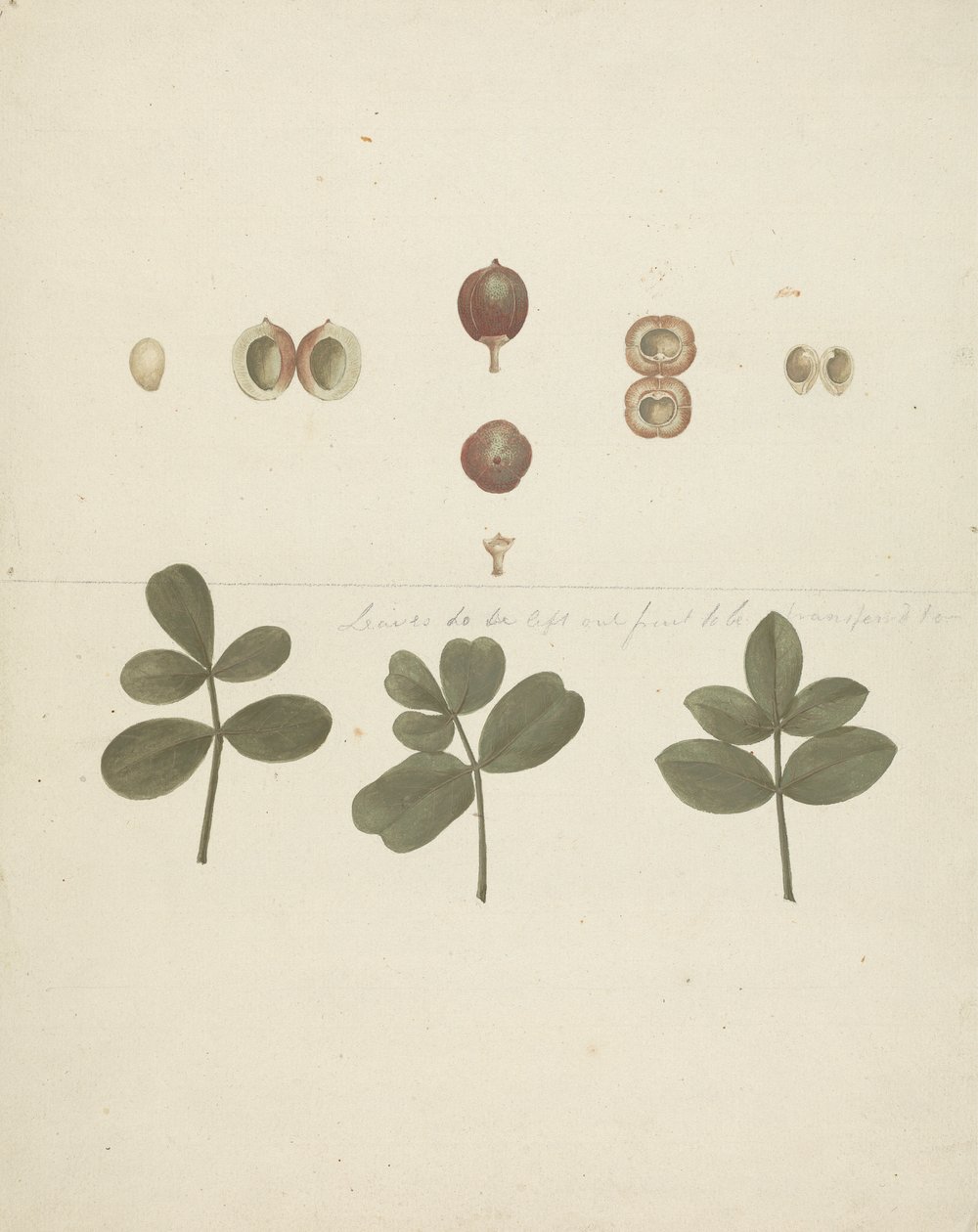 Commiphora gileadensis (L.) C. Chr. (Balm of Gilead, Opobalsam): finished drawing of fruit, dissected fruits, and leaves by James Bruce