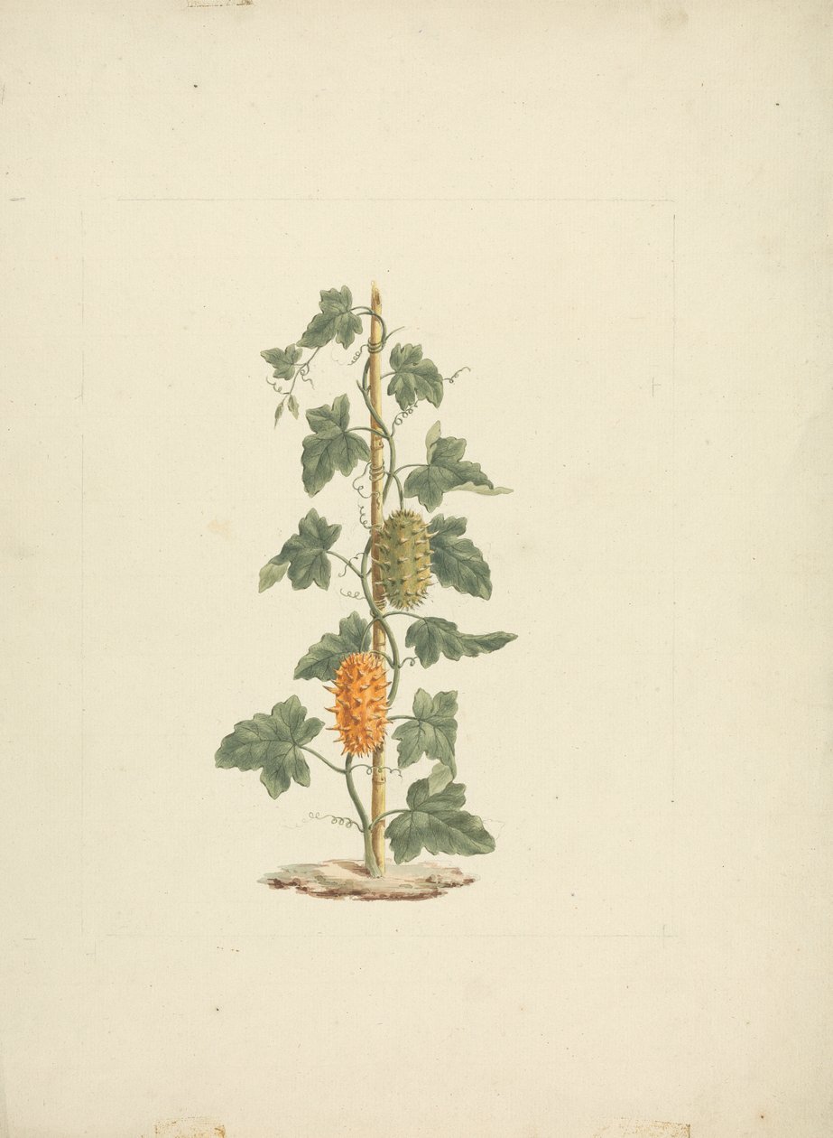 Cucumis metuliferus Naud (Wild Cucumber): finished drawing by James Bruce