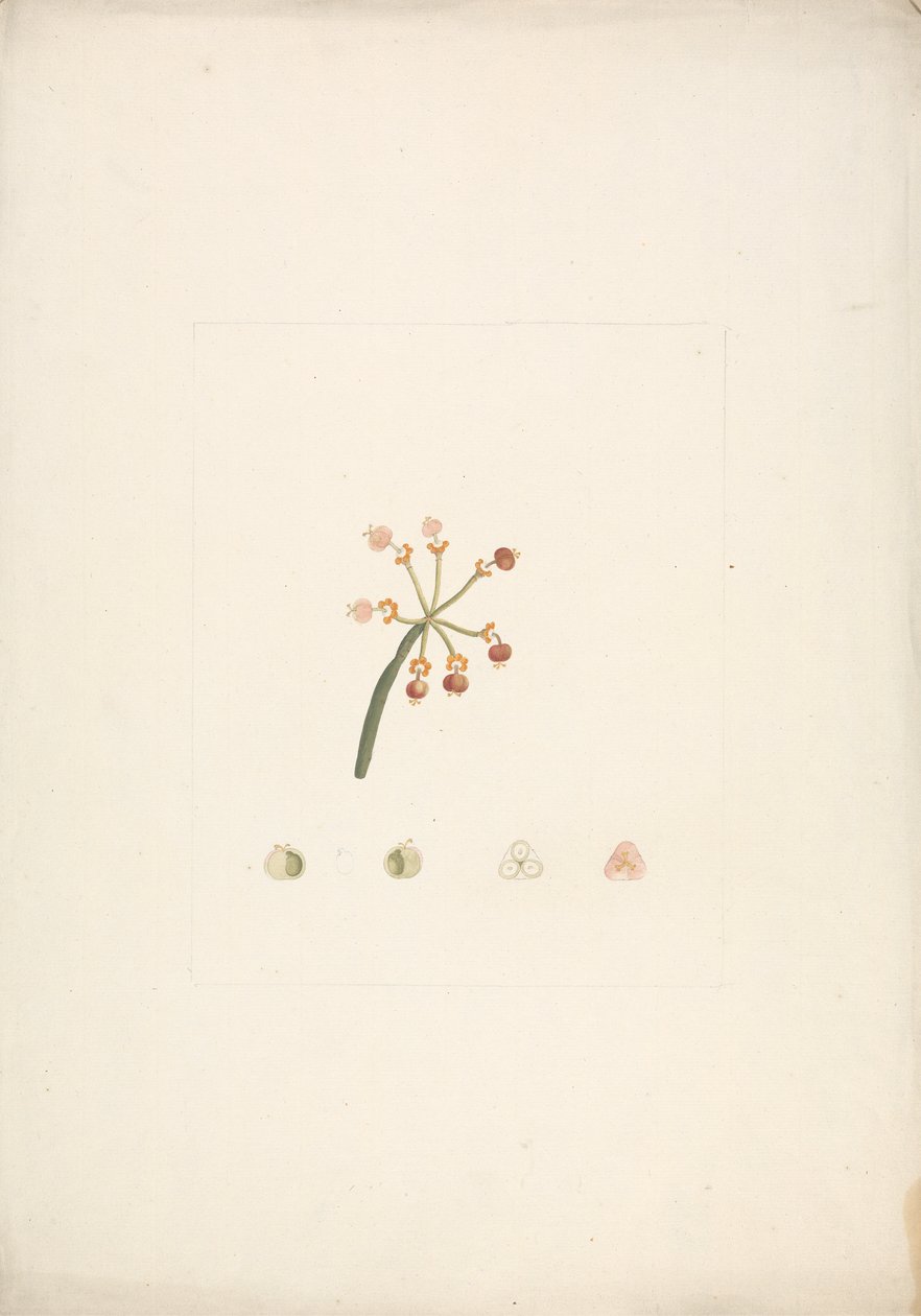 Euphorbia nubica N.E. Br. (Nubian Spurge): Finished Drawing of Flowering and Fruiting Shoot, with Details of Floral Dissections by James Bruce