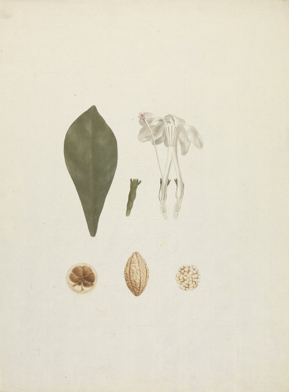 Gardenia ternifolia Schum.& Thonn. (Jovis-Tonantis): finished drawing with additional detail of fruit by James Bruce