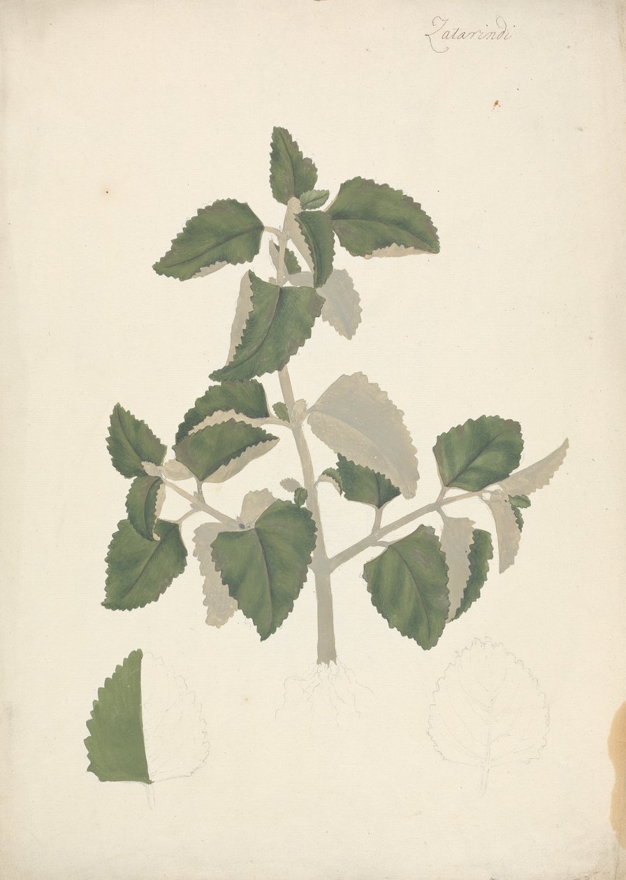 Labiatae: finished drawing of a leafy shoot, without flowers by James Bruce