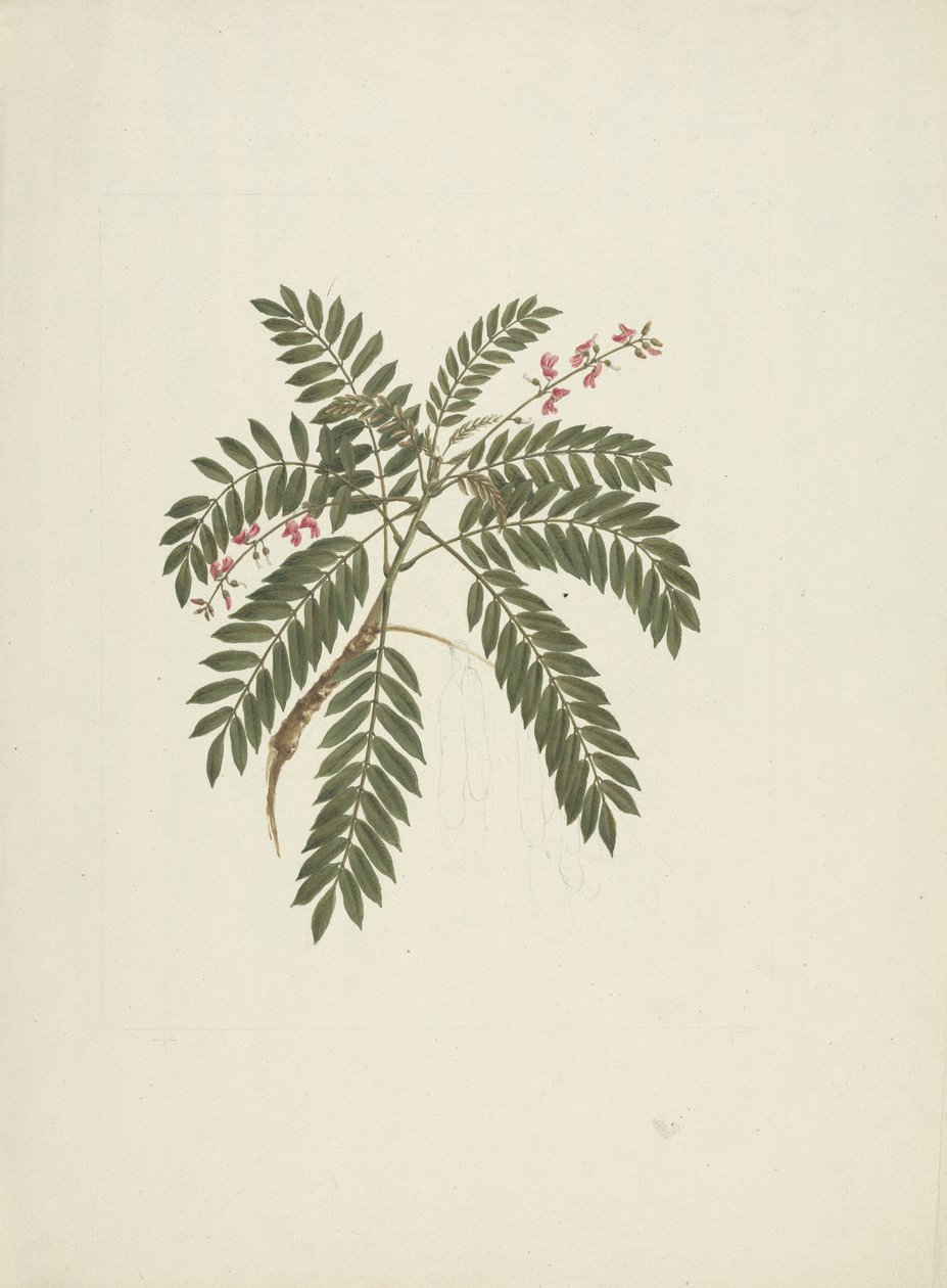 Millettia ferruginea (Hochst) Baker: Finished Drawing by James Bruce