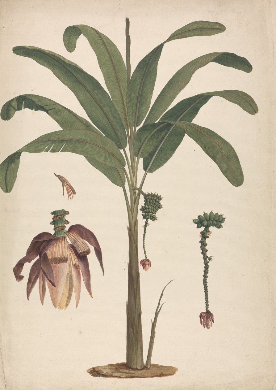 Musa x sapientum L. (Banana): finished drawing with details of inflorescence by James Bruce