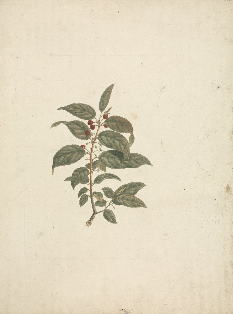 African Buckthorn: Finished Drawing without Details and with Berries Added by James Bruce