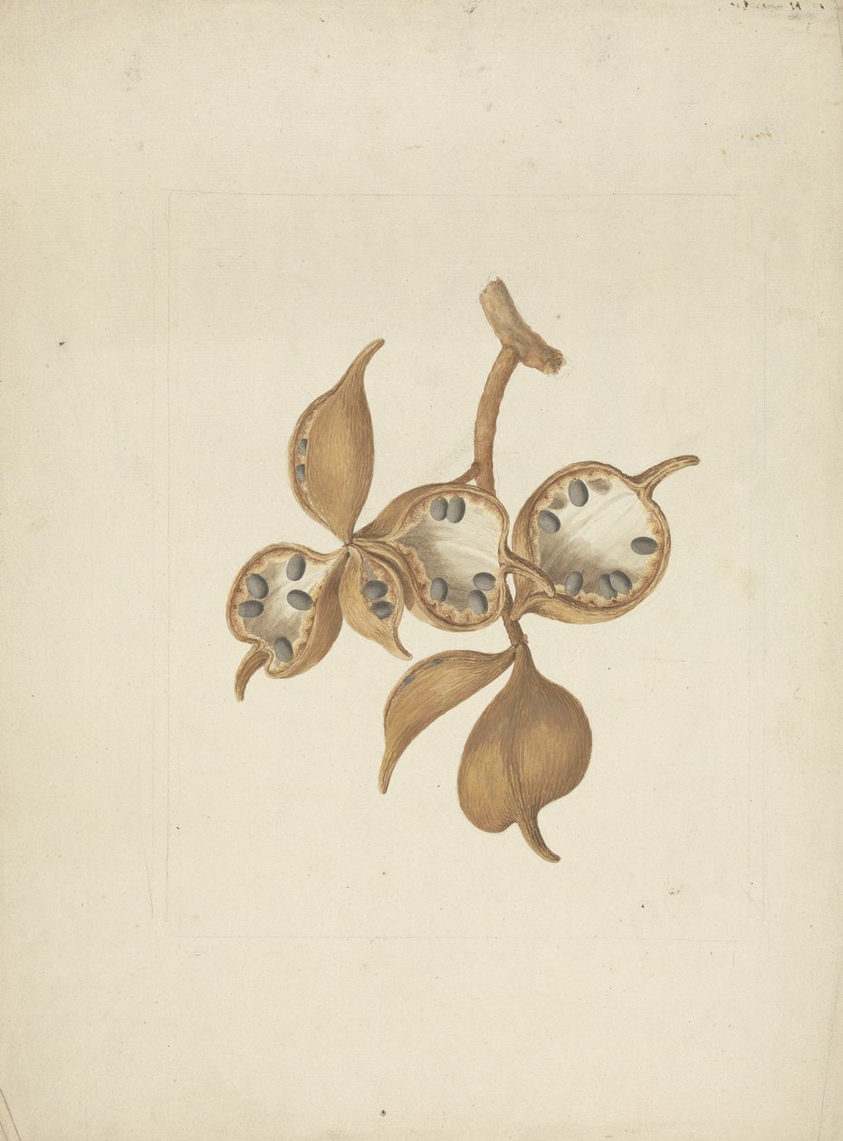 Sterculia africana (Lour.) Fiori: Finished Drawing of Stem with Seed Pods, Some Open Showing Seeds by James Bruce