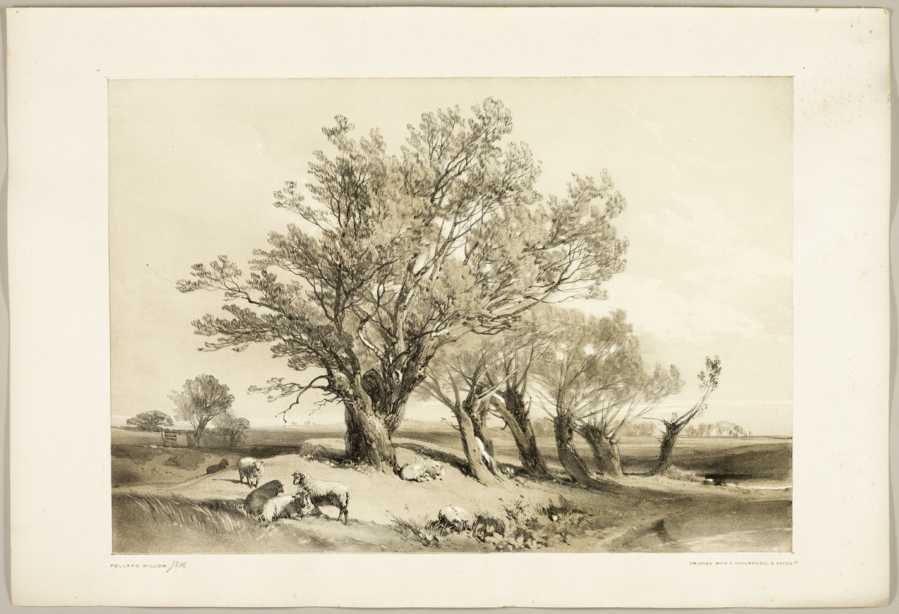 Pollard Willow, from The Park and the Forest by James Duffield Harding