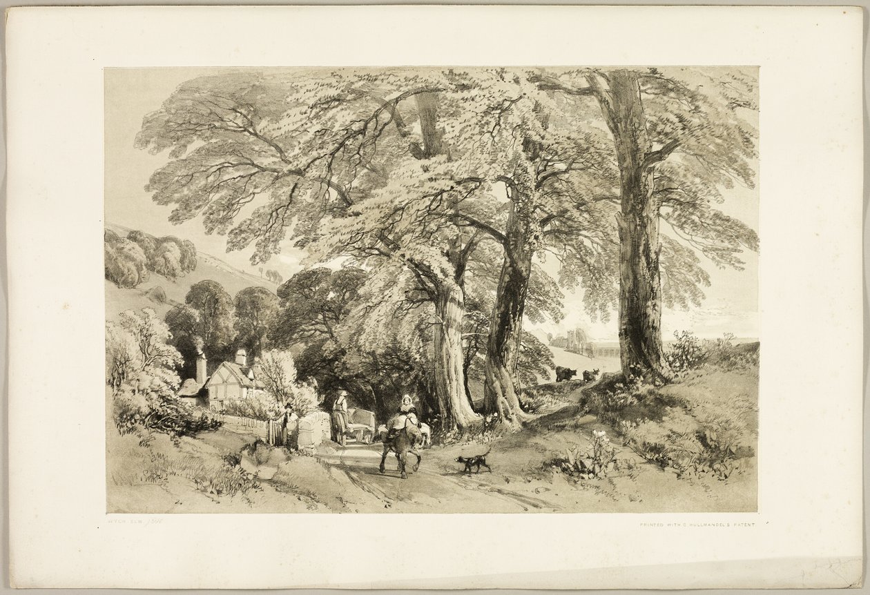Wych Elm, from The Park and the Forest by James Duffield Harding