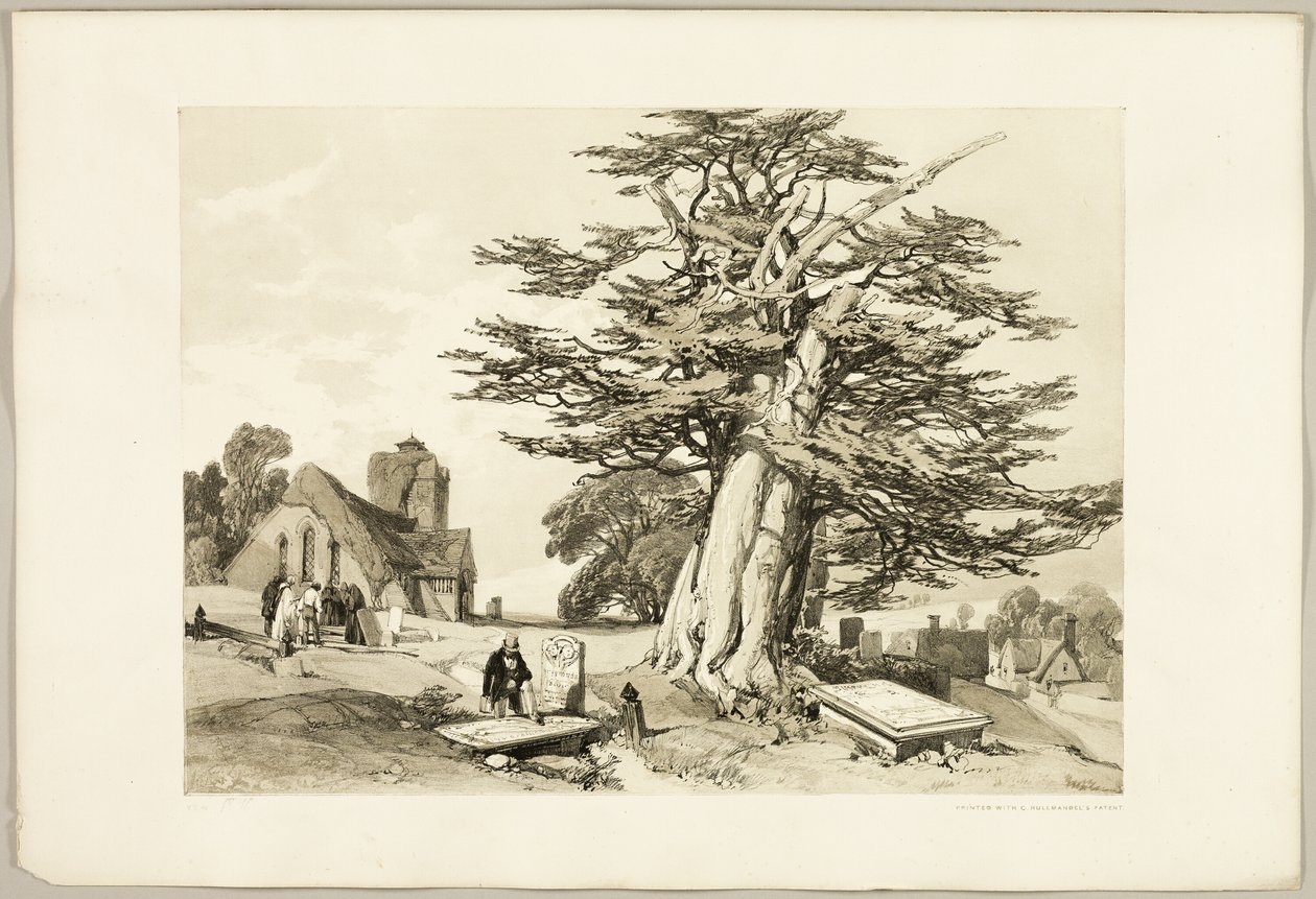 Yew, from The Park and the Forest by James Duffield Harding