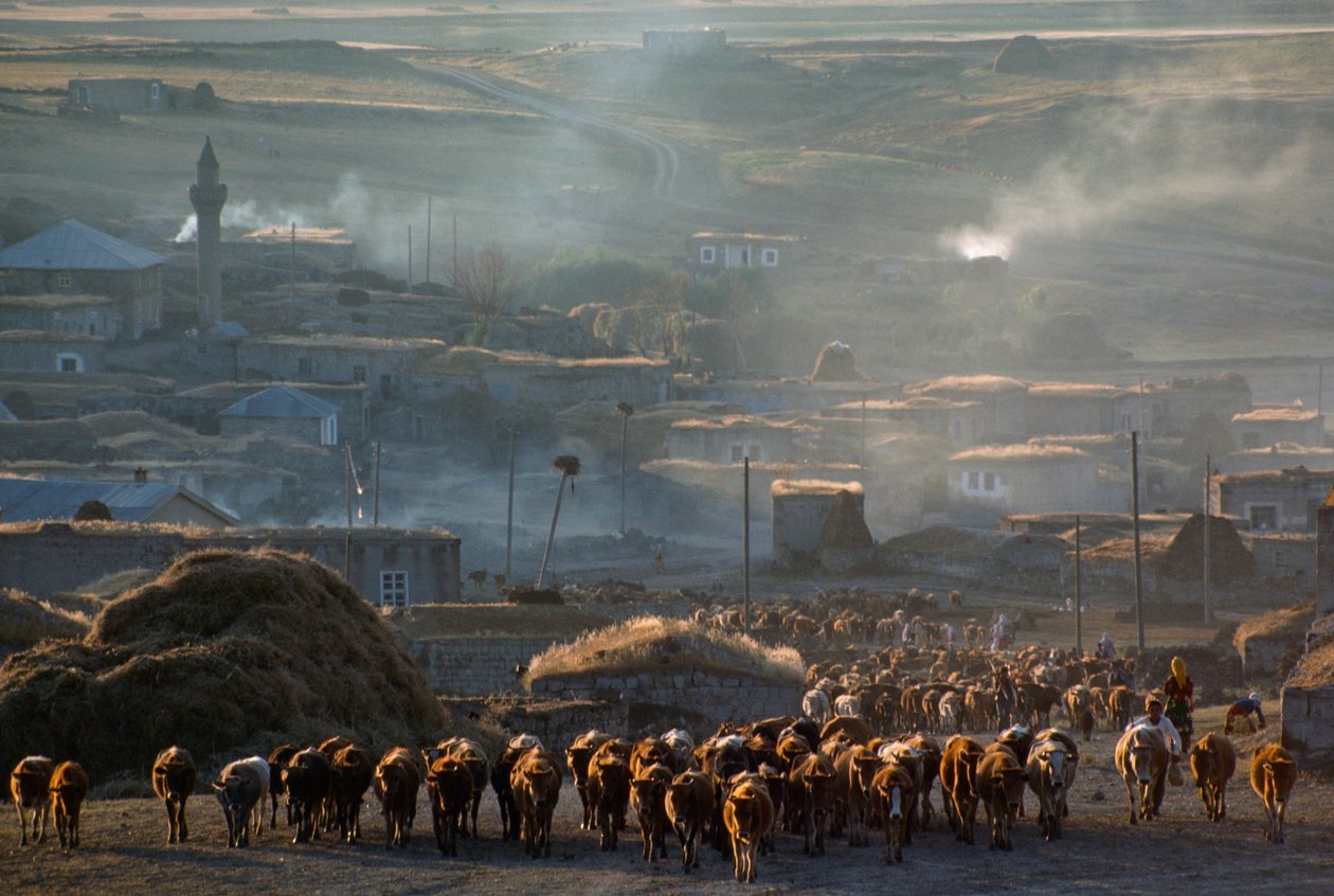 A large herd of cattle moves to pasture through a dusty rural town. Enrentepe, Turkey by James L Stanfield