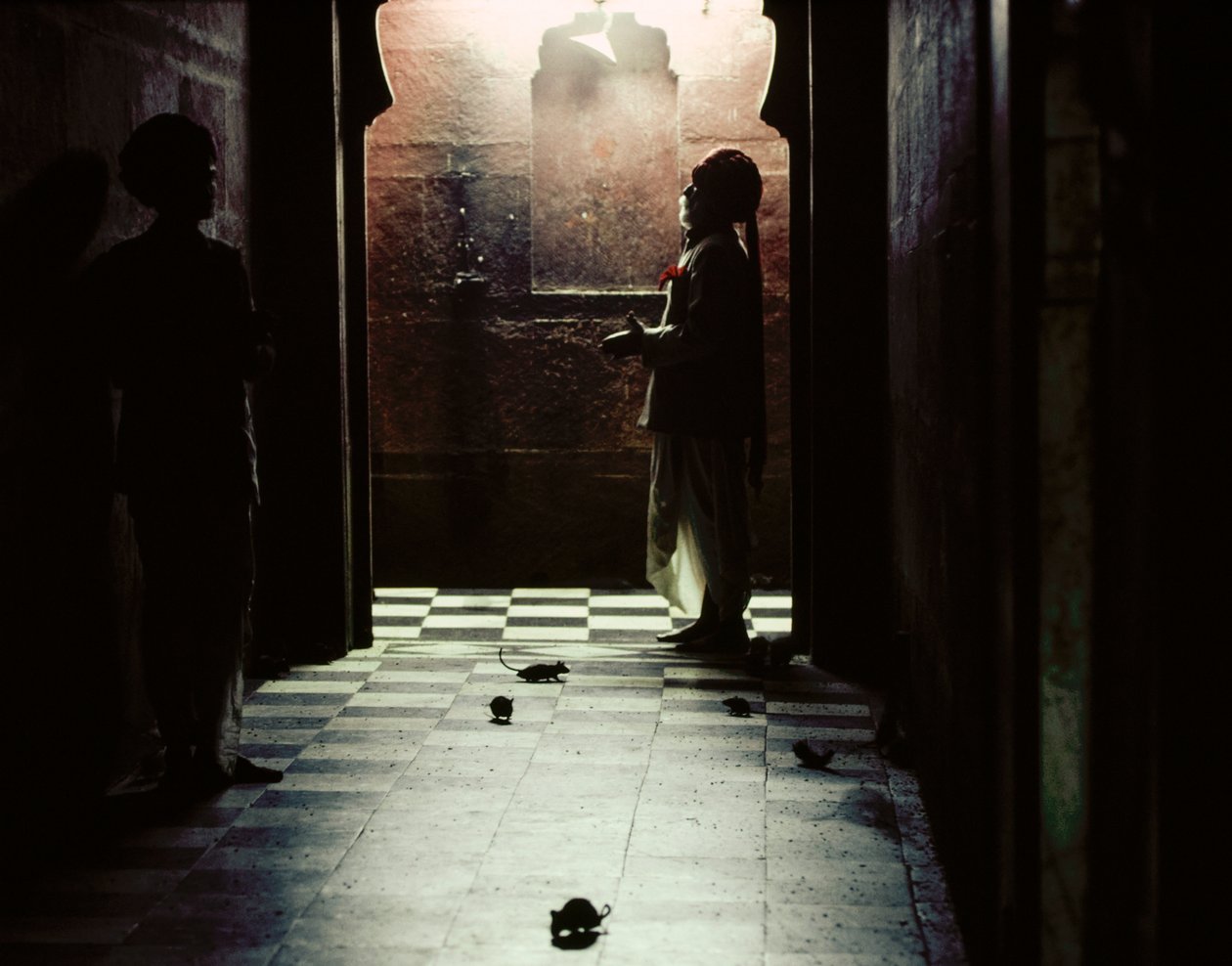 Sacred Rats Inhabit Karni Mata Temple to Hindu Goddess Bhagwati Karniji in Deshnoke, Rajasthan, India by James L Stanfield