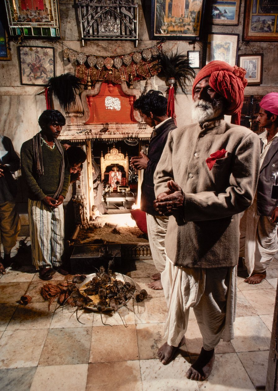 Sacred Rats Inhabit Karni Mata Temple to Hindu Goddess Bhagwati Karniji in Deshnoke, Rajasthan, India by James L Stanfield