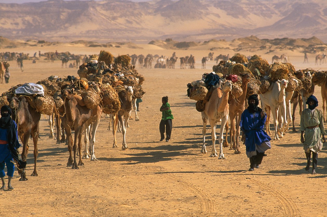 Salt camel caravan outside Fachi. Near Fachi, Niger