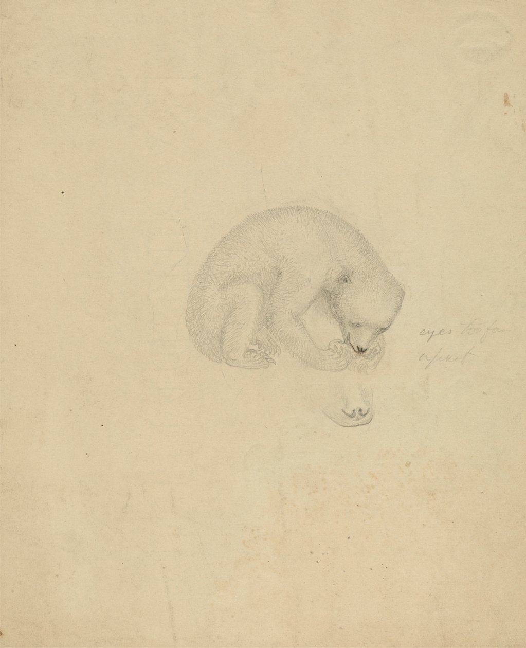 A Bear by James Sowerby