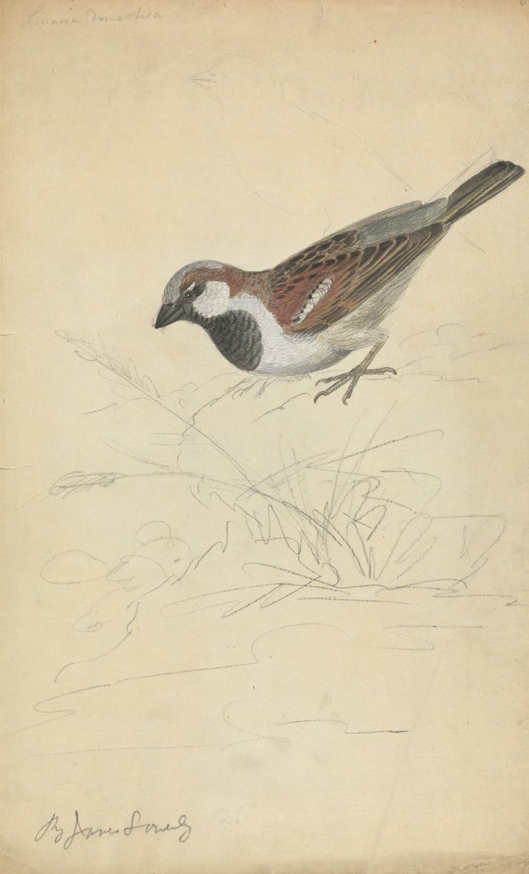 A House Sparrow by James Sowerby