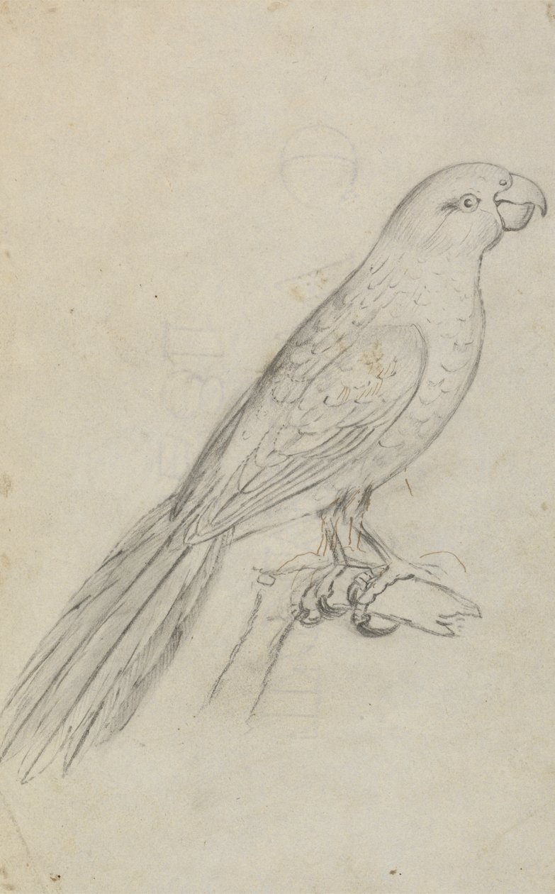 A Parrot by James Sowerby