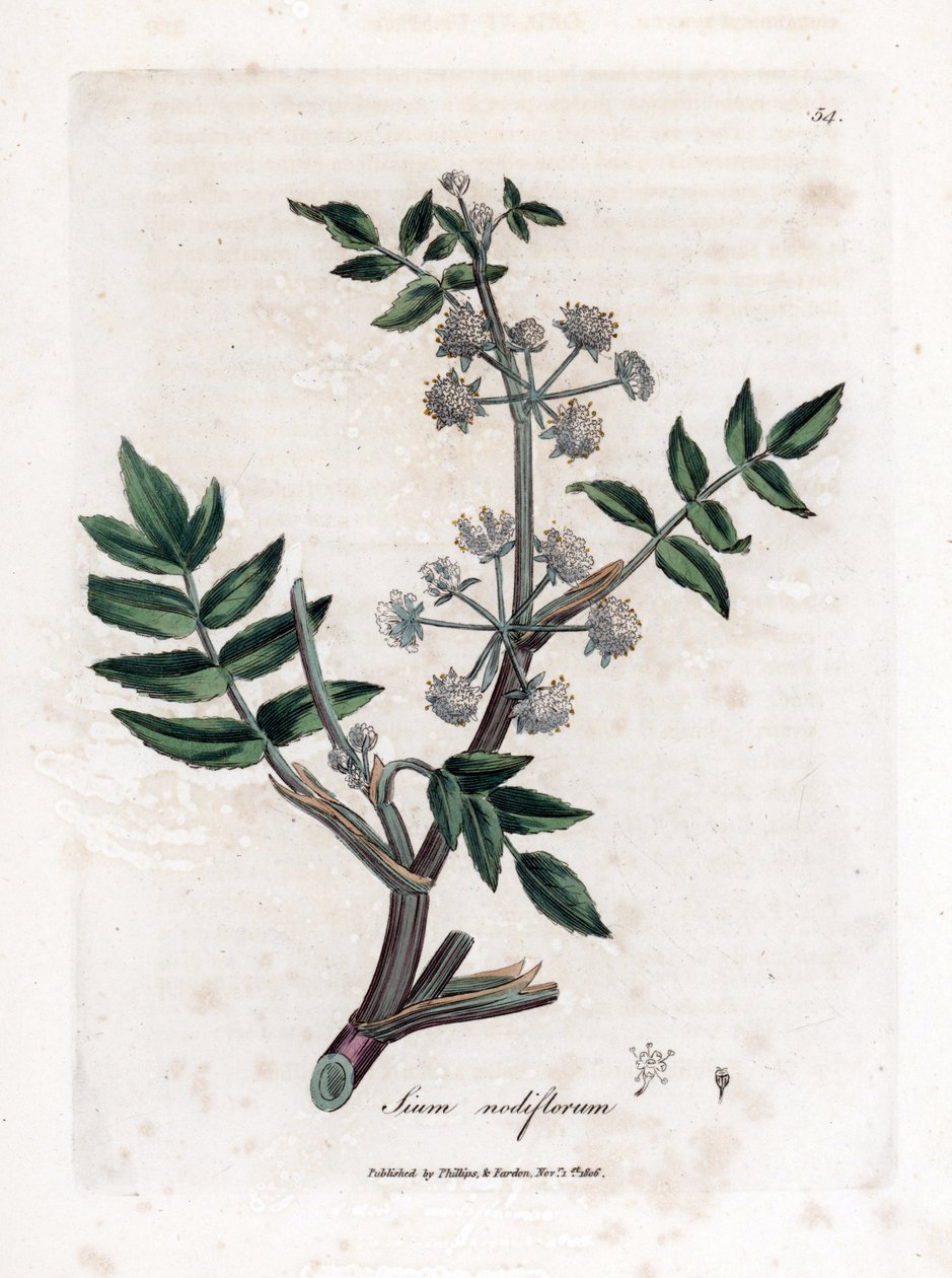 Creeping water parsnip, Sium nodiflorum by James Sowerby