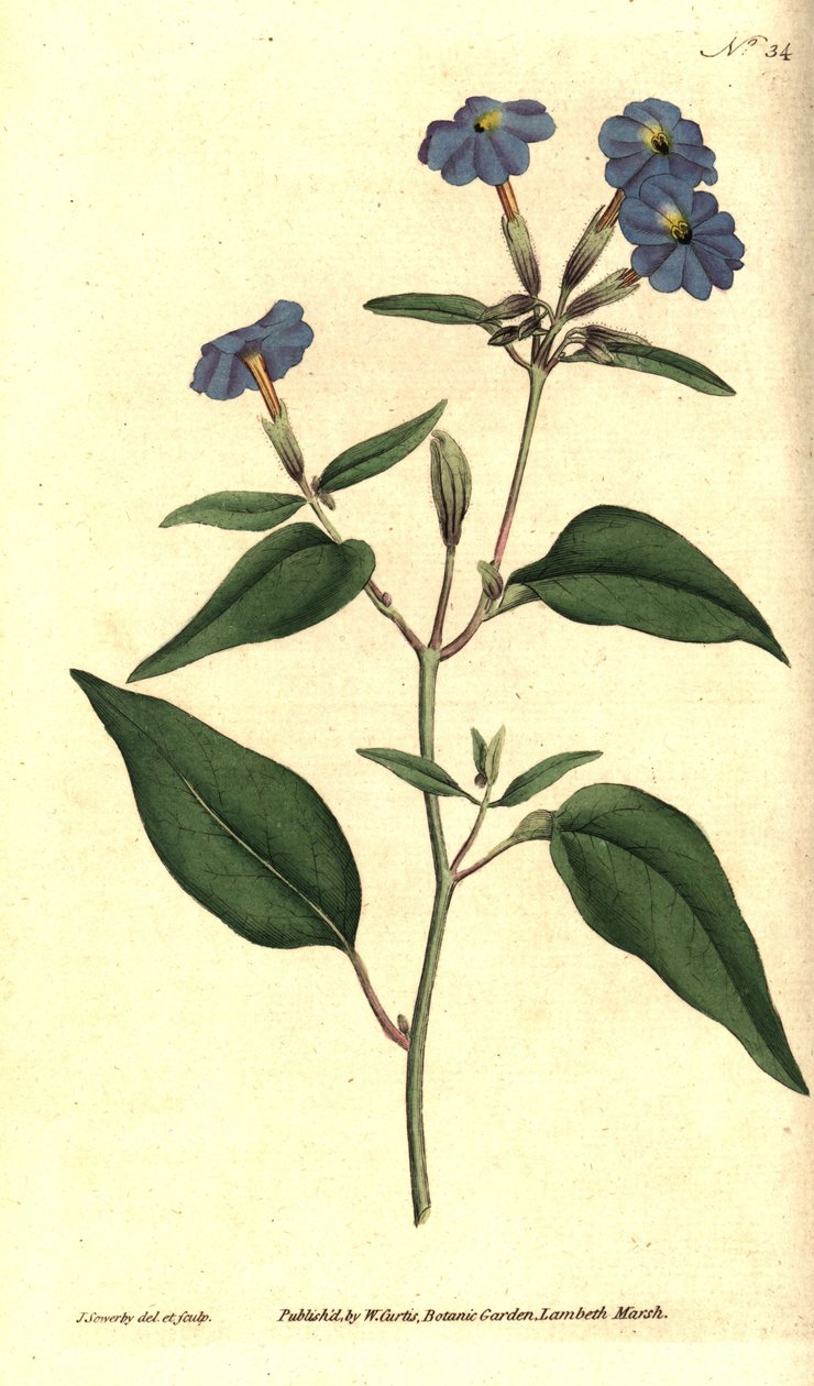 American browallie - Jamaican forget-me-not, amethyst flower, or bush violet (Handcoloured copperplate engraving and botanical illustration by James Sowerby from William Curtis