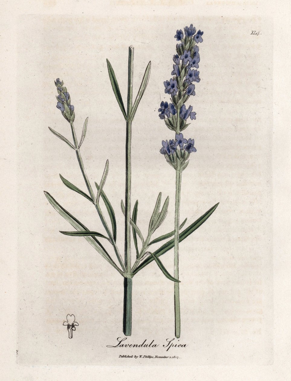 Apic Lavender by James Sowerby