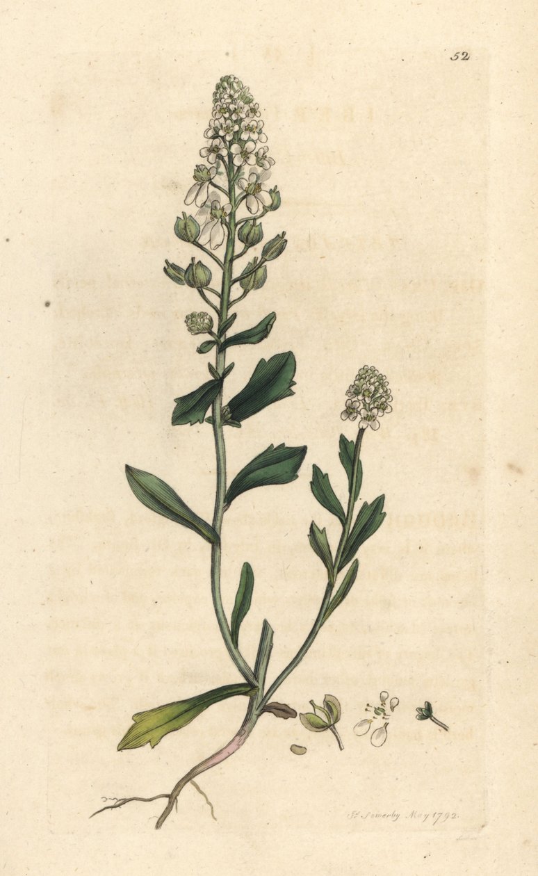 Bitter Candytuft by James Sowerby