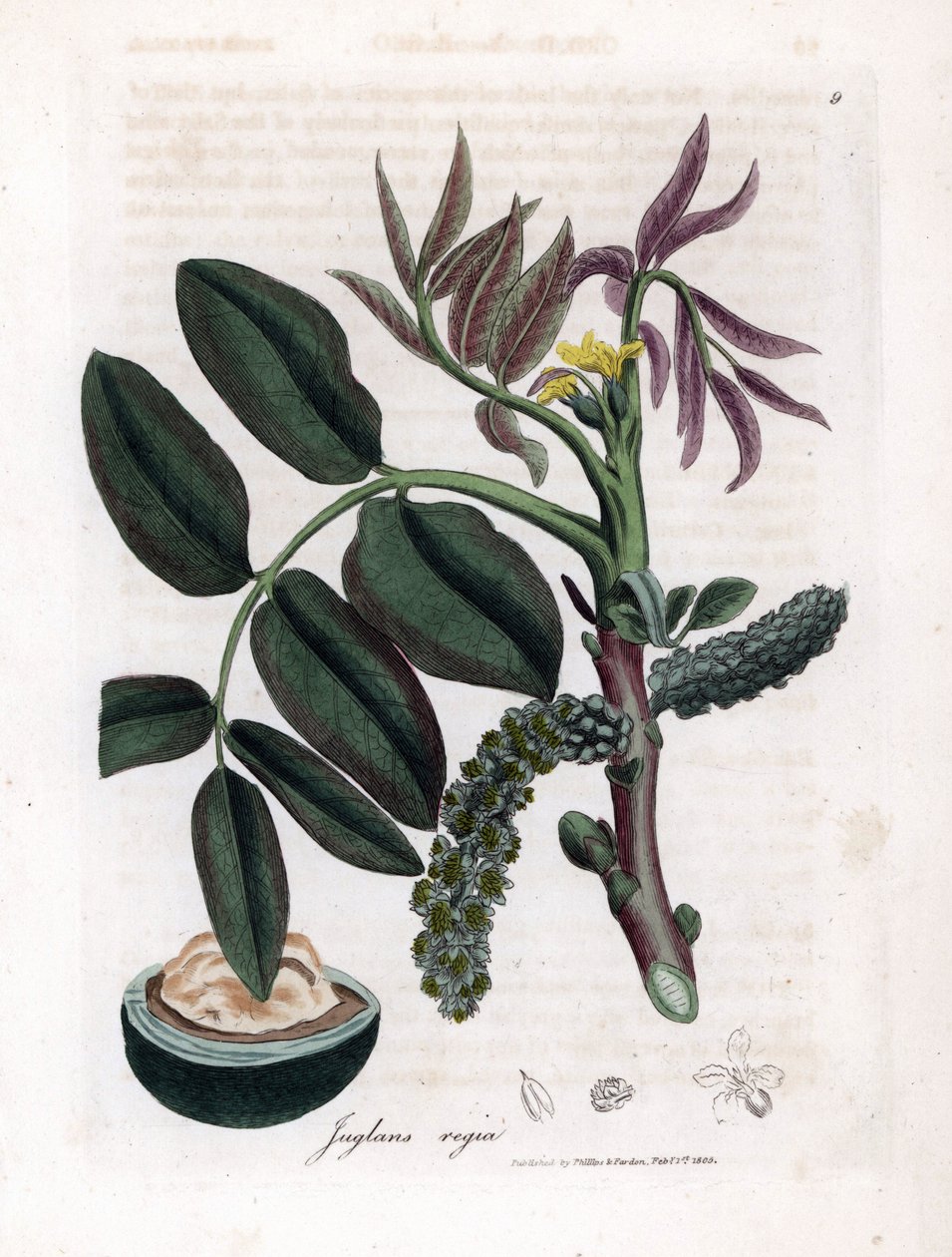 Botanical Board: Leaves, Plants and Walnut Fruit - Leaves, Yellow Flower and Nut of the Common Walnut Tree, Juglans Regia by James Sowerby