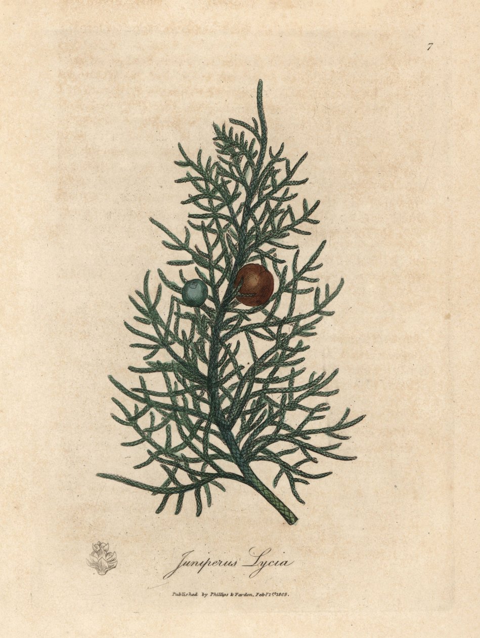 Branch and berries of the cedar tree, Juniperus lycia by James Sowerby