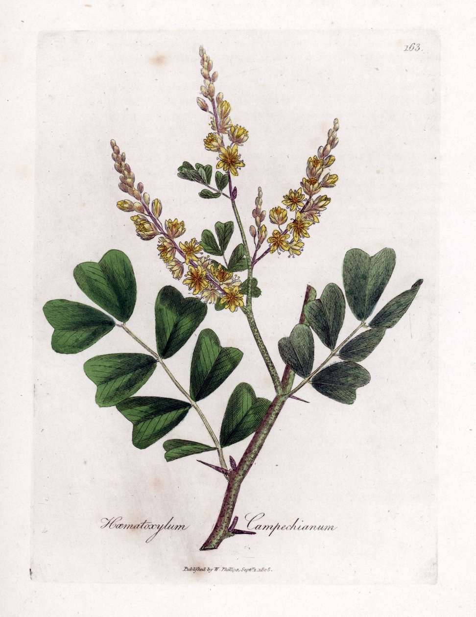 Campeche or Campeche Wood - Logwood, Haematoxylum Campechianum. Handcoloured Copperplate Engraving from a Botanical Illustration by James Sowerby from William Woodville and Sir William Jackson Hooker