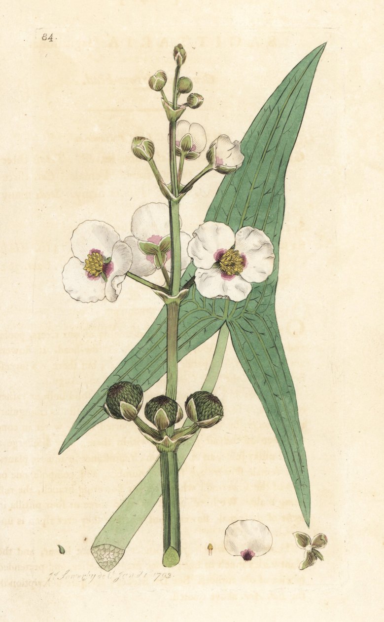 Common Arrowhead, Sagittaria sagittifolia (Sagittarius) Handcoloured Copperplate Engraving after an Illustration by James Sowerby from James Smith