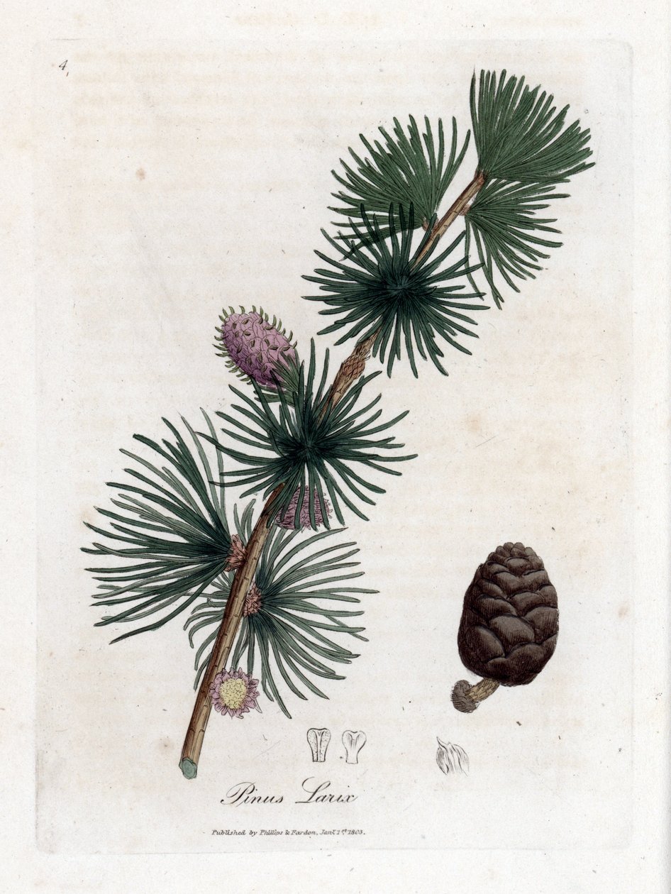 Common or European Meleze - European Larch Tree, Larix Decidua by James Sowerby