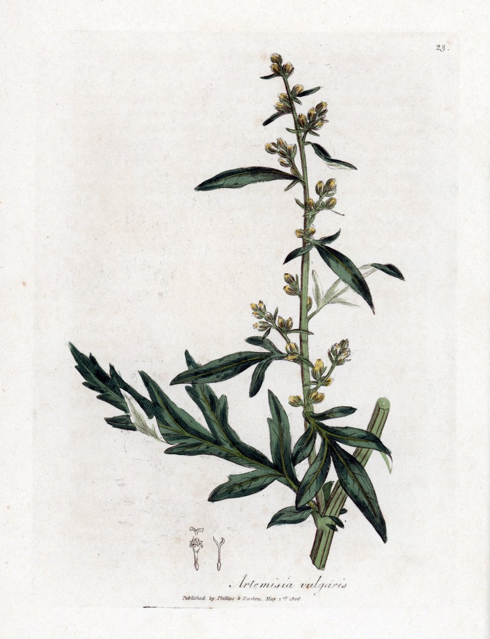 Common or vulgar sagebrush - Mugwort, Artemisia vulgaris by James Sowerby