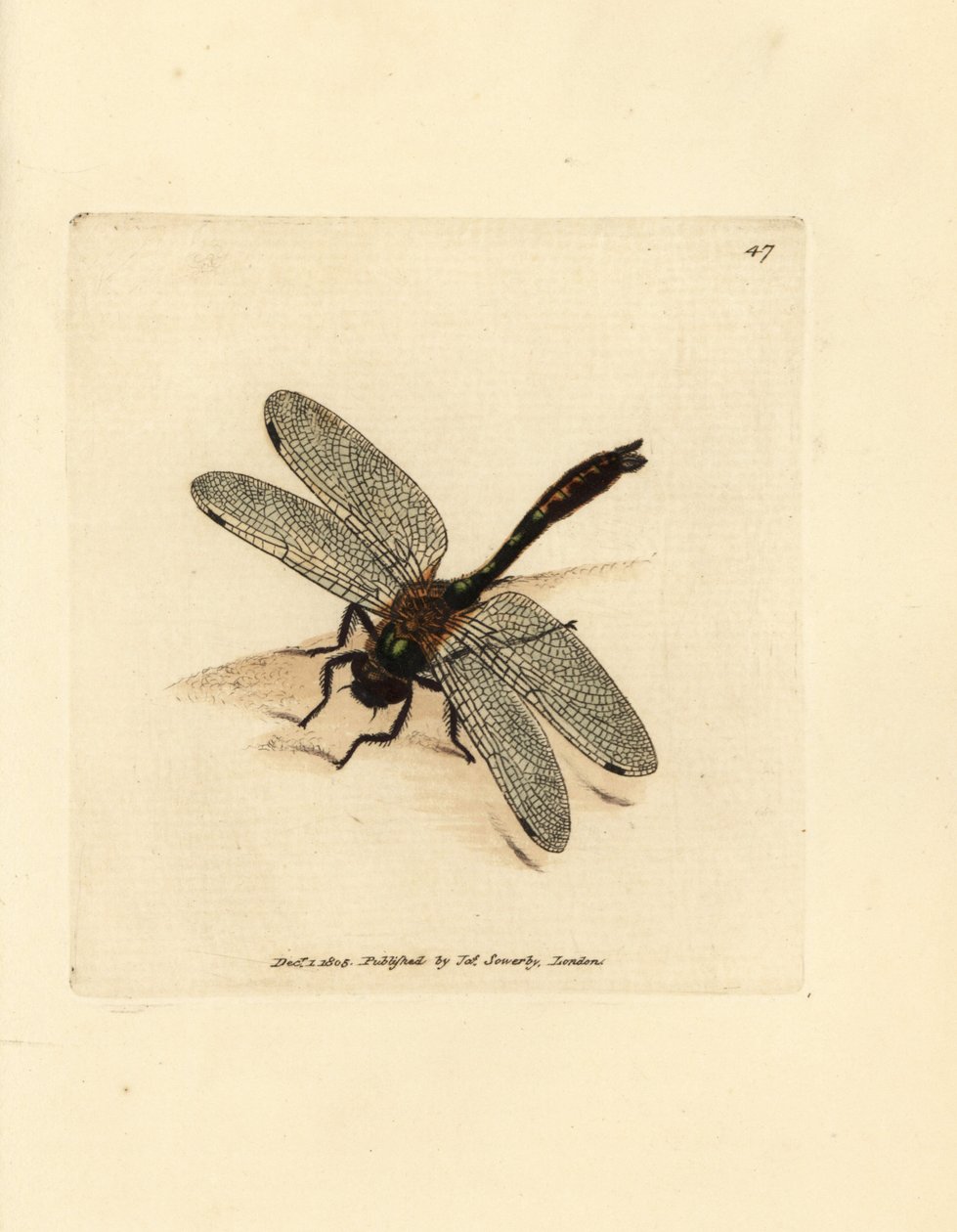 Downy emerald dragonfly, Cordulia aenea by James Sowerby