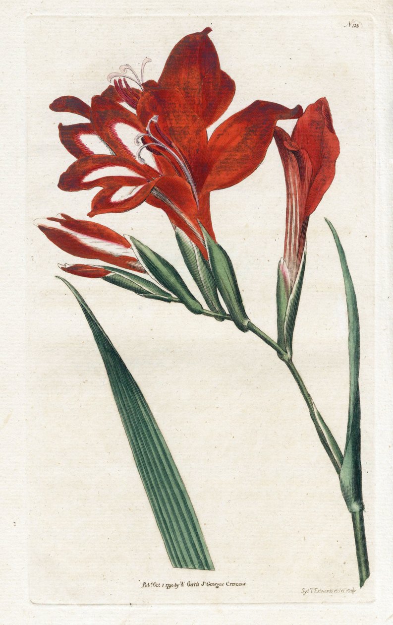 Glaieul Cardinal by James Sowerby