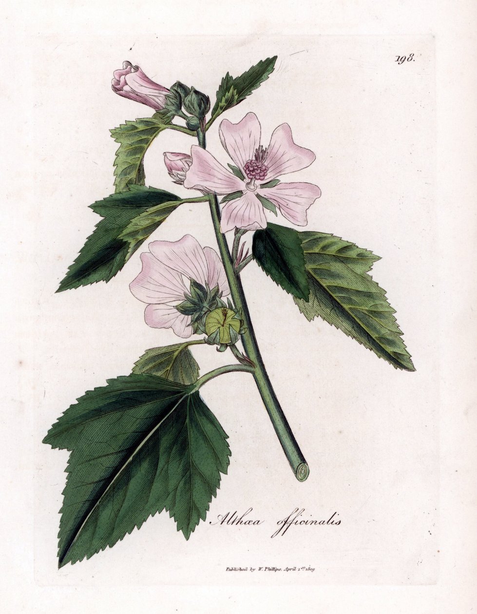 Marshmallow Officinale or Wild or White Purple Marshmallow, Althaea officinalis (Handcoloured copperplate engraving) by James Sowerby