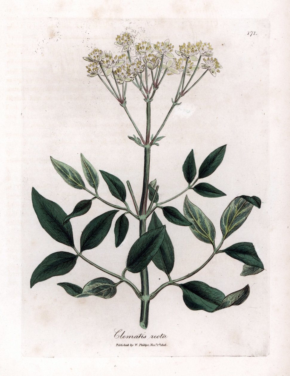 Perennial clematite - Upright virgins bower, Clematis recta by James Sowerby