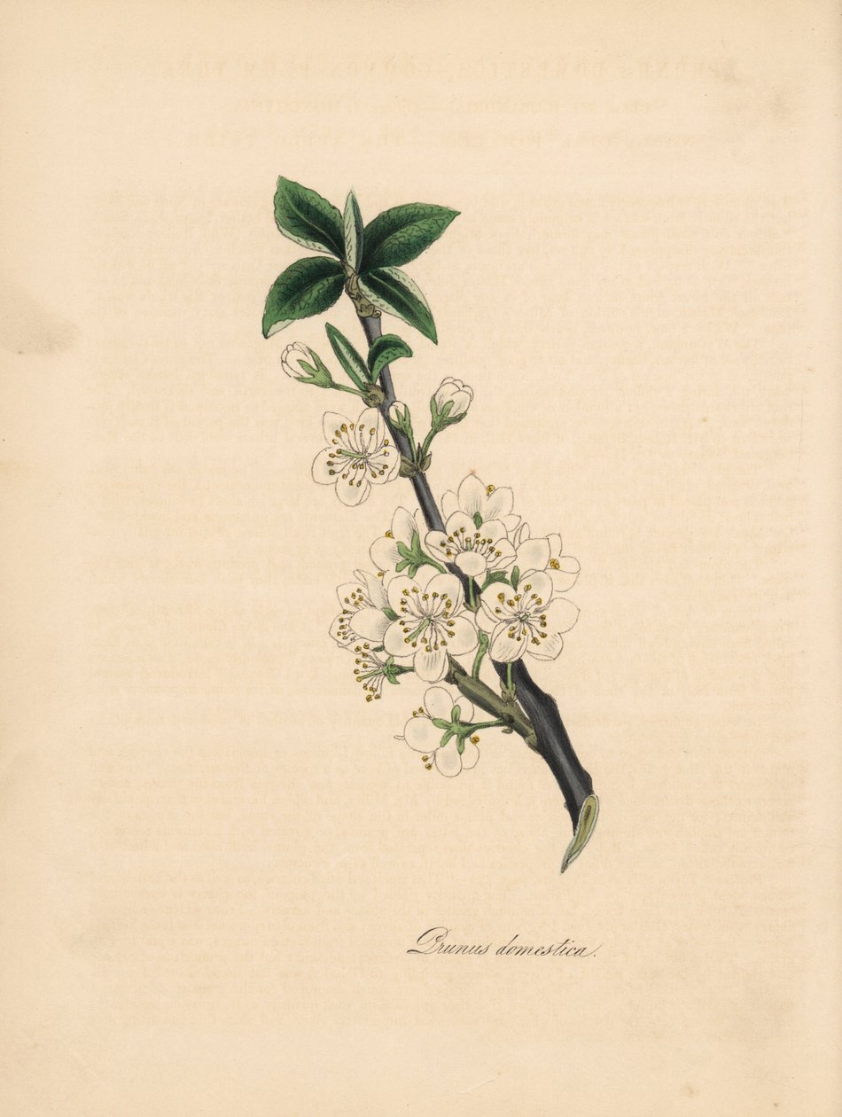 Plum tree - Common plum tree, Prunus domestica by James Sowerby