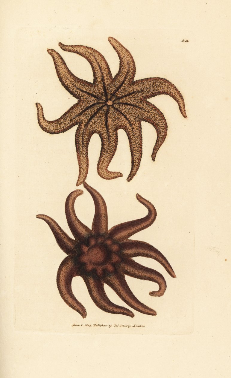 Purple Sun Star, Solaster endeca by James Sowerby