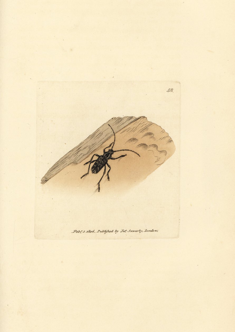 Sarosesthes fulminans beetle by James Sowerby