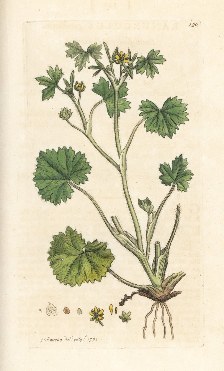 Smallflower Buttercup, Ranunculus Parviflorus (Buttercup)