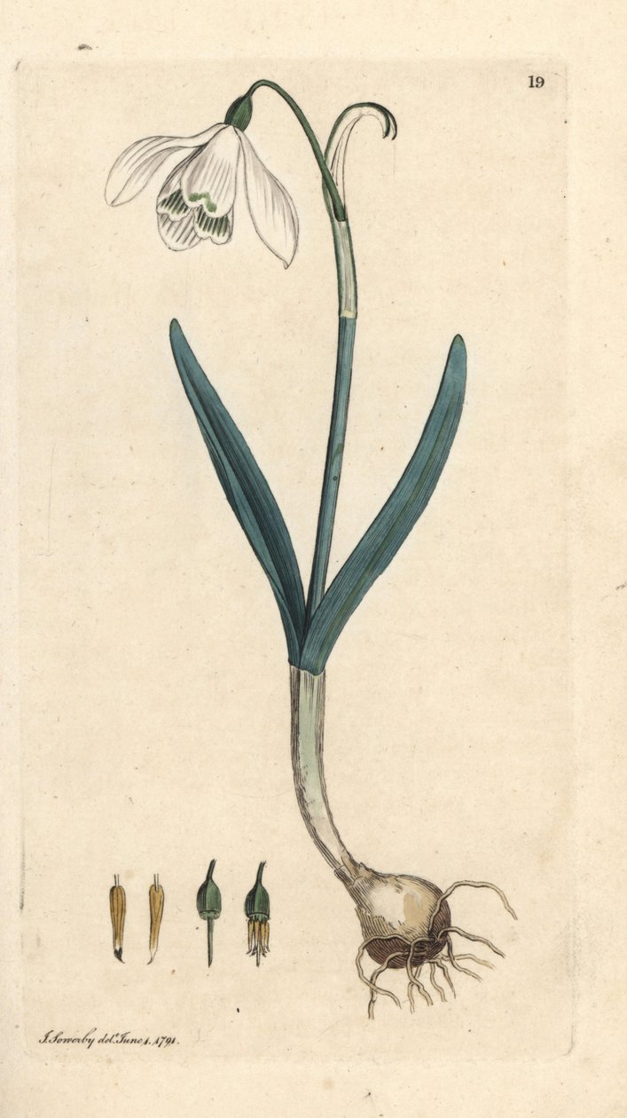 Snowdrop, Galanthus nivalis by James Sowerby