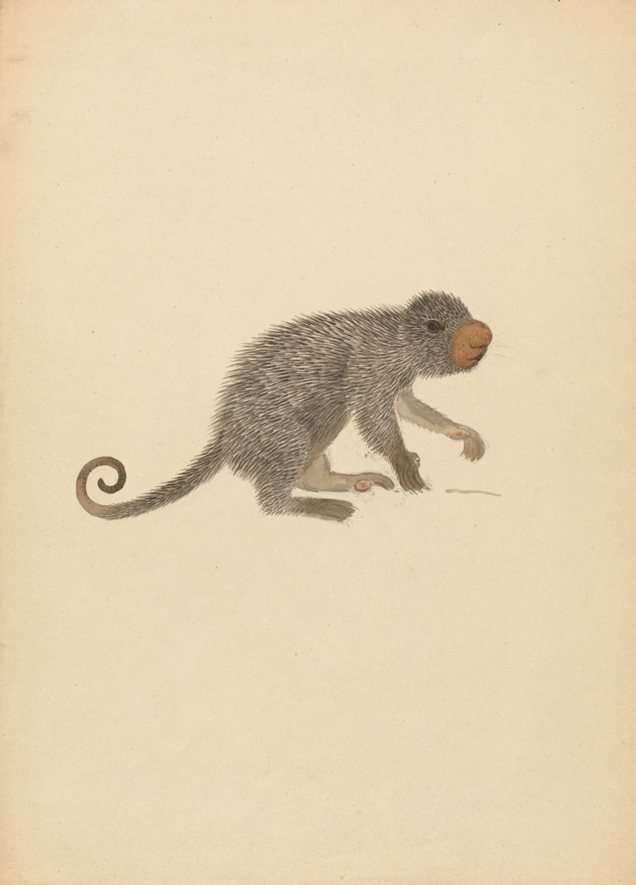 South American Porcupine by James Sowerby
