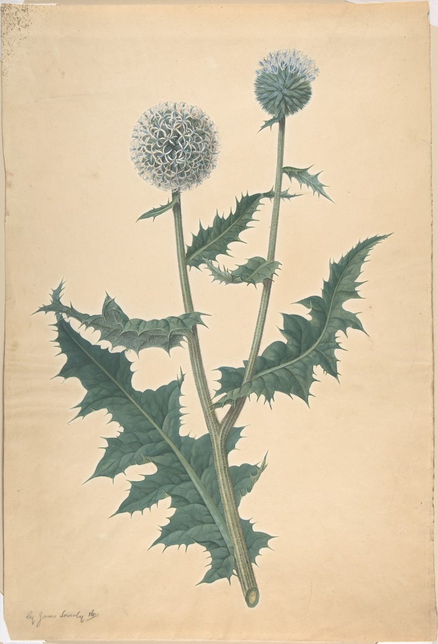 Study of a Thistle by James Sowerby