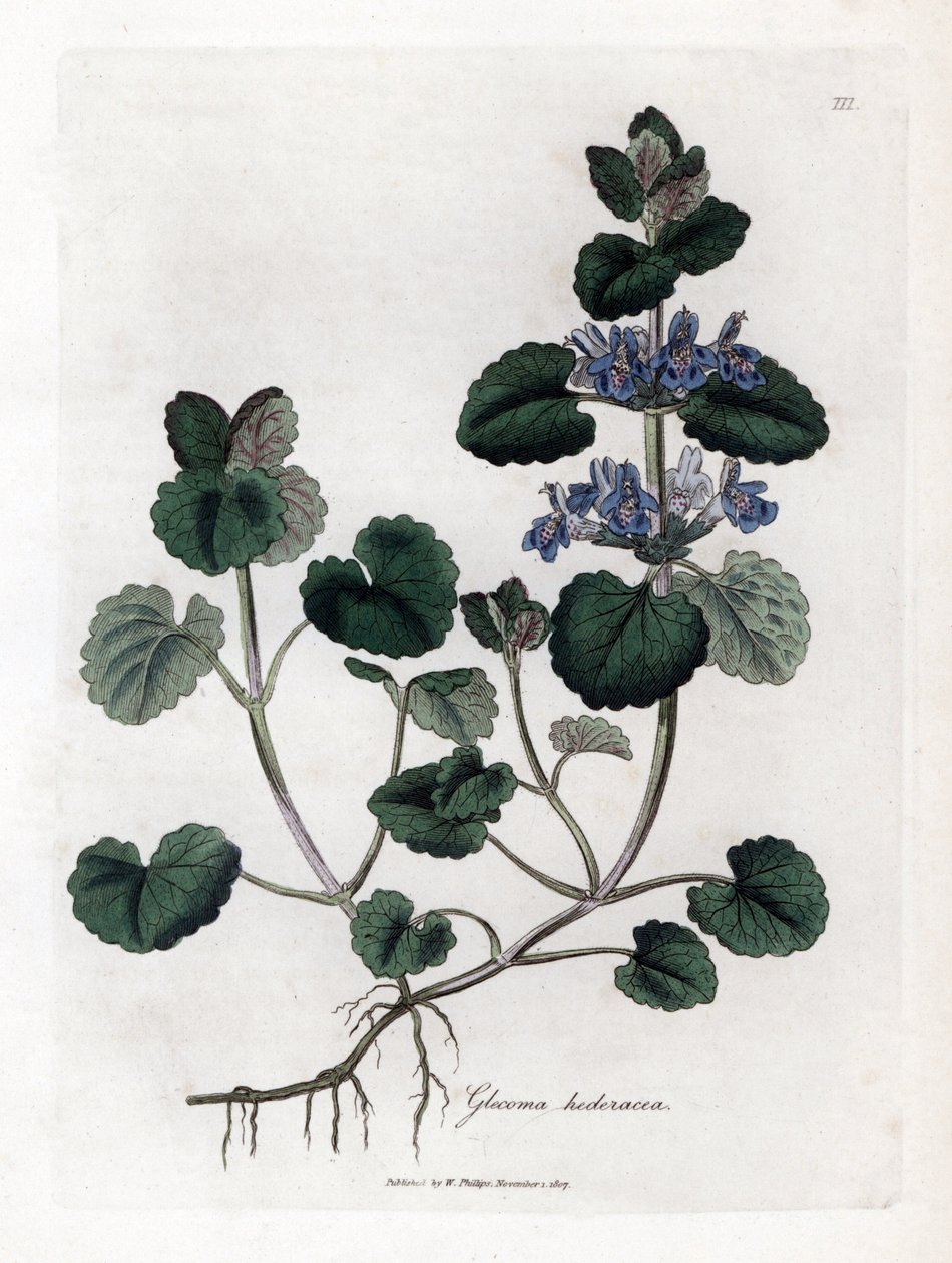 Terrestrial Ivy - Ground Ivy, Glecoma Hederacea by James Sowerby