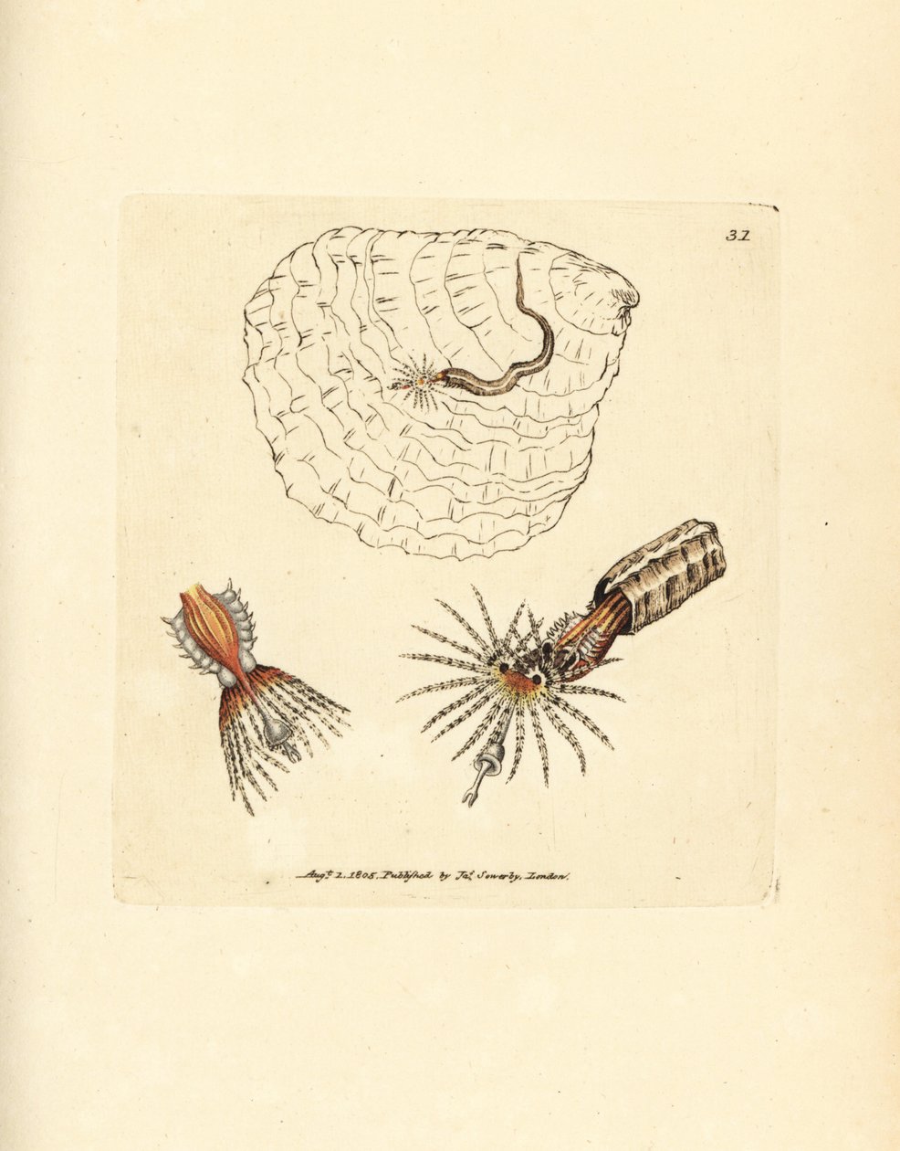 Tube-building annelid fanworm, Spirobranchus triqueter by James Sowerby