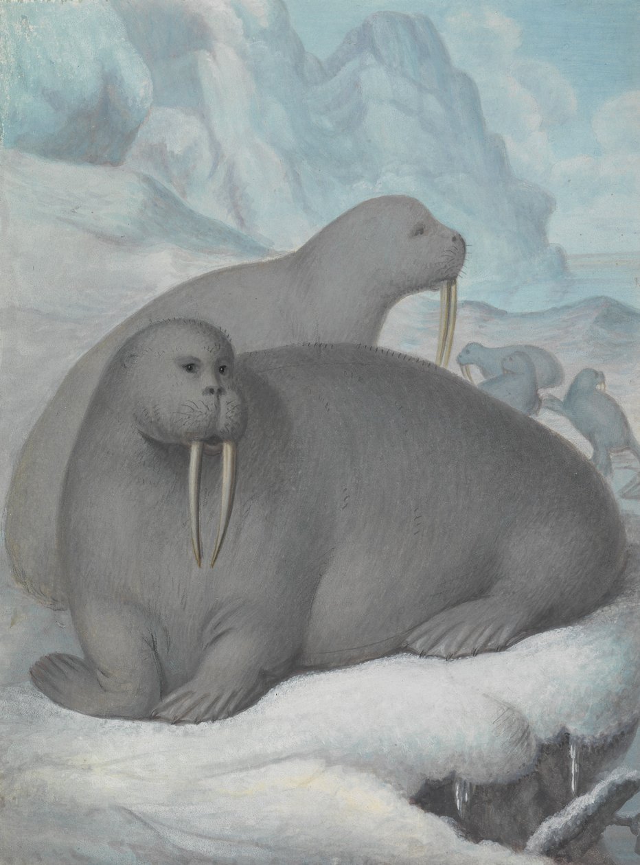 Tusked Walruses by James Sowerby